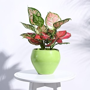 ugaoo apple ceramic pot diameter 6 inch light green  ceramic planter pot for indoor outdoor home garden office decor  table top flower pot for living room balcony patio