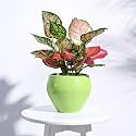 UGAOO Apple Ceramic Pot (Diameter 6 Inch, Light Green) | Ceramic Planter Pot for Indoor Outdoor Home, Garden, Office Decor | Table Top Flower Pot for Living Room, Balcony, Patio