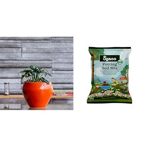 ugaoo apple ceramic pot - big orange organic potting garden soil mix for plants home garden 5 kg