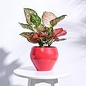 UGAOO Apple Ceramic Pot - Big (Red)