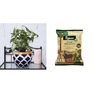ugaoo apple ceramic pot - big rose blue cow dung manure fertilizers for plants amp home gardening - 5 kg