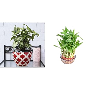 ugaoo apple ceramic pot - big rose red lucky bamboo 3 layer feng shui plant