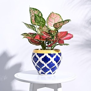 ugaoo apple ceramic pot for indoor plants - rose blue 66 inch