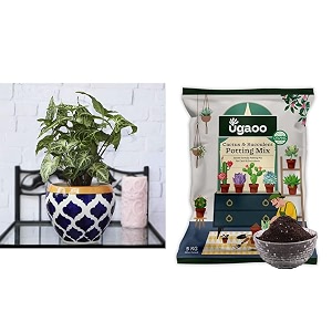 ugaoo apple ceramic pot - big rose blue cactus and succulents potting soil mix for plants - 5 kg