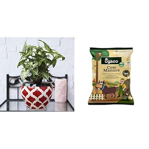 ugaoo apple ceramic pot - big rose red cow dung manure fertilizers for plants amp home gardening - 5 kg