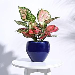ugaoo apple ceramic pot - big dark blue
