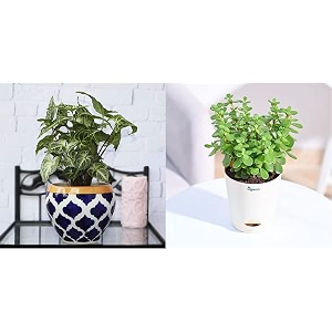 ugaoo apple ceramic pot - big rose blue good luck jade plant with self watering pot
