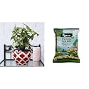 UGAOO Apple Ceramic Pot - Big (Rose Red) Organic Potting Garden Soil Mix for Plants Home Garden 5 Kg
