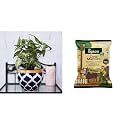 UGAOO Apple Ceramic Pot - Big (Rose Blue) Cow Dung Manure Fertilizers for Plants &amp; Home Gardening - 5 kg