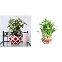 UGAOO Apple Ceramic Pot - Big (Rose Red) Lucky Bamboo 3 Layer Feng Shui Plant