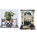 UGAOO Apple Ceramic Pot - Big (Rose Blue) Cactus and Succulents Potting Soil Mix for Plants - 5 kg