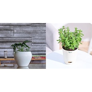 ugaoo apple ceramic pot - big white good luck jade plant with self watering pot