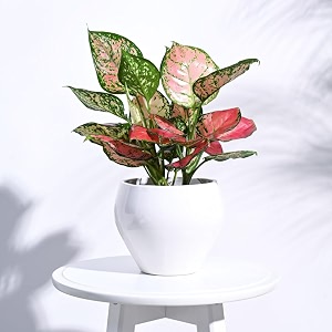 ugaoo apple ceramic pot - big white