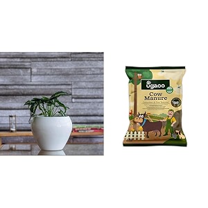 ugaoo apple ceramic pot - big white cow dung manure fertilizers for plants amp home gardening - 5 kg
