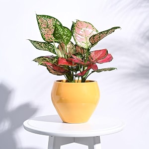 ugaoo apple ceramic pot - big yellow