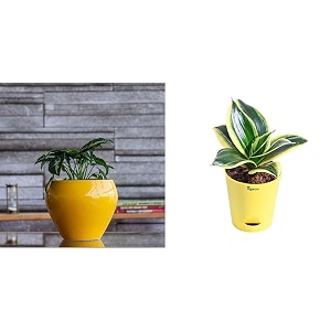 ugaoo apple ceramic pot - big yellow sansevieria golden hahnii snake plant with self watering pot