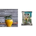 UGAOO Apple Ceramic Pot - Big (Yellow) Organic Vermicompost Fertilizer for Plants - 5 Kg