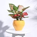 UGAOO Apple Ceramic Pot - Big (Yellow)
