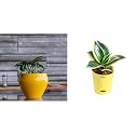 UGAOO Apple Ceramic Pot - Big (Yellow) Sansevieria Golden Hahnii Snake Plant with Self Watering Pot