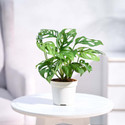 UGAOO Broken Heart Plant sapling