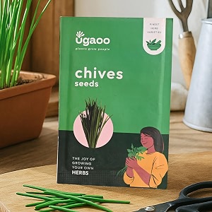 ugaoo chives herb seeds green pack of 500