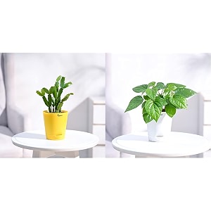 ugaoo christmas cactus plant with self watering pot amp ugaoo betel leaf magai paan plant with self watering pot 6-12 inch