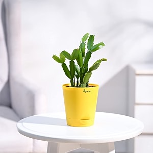 ugaoo christmas cactus plant with self watering pot