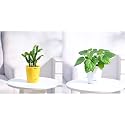 Ugaoo Christmas Cactus Plant with Self Watering Pot &amp; UGAOO Betel Leaf Magai Paan Plant with Self Watering Pot (6-12 Inch)