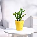 Ugaoo Christmas Cactus Plant with Self Watering Pot
