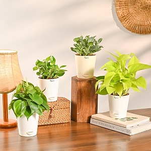 ugaoo combo of 4 indoor live plants for home indoor garden with pot - money plant golden peperomia green creeper plant fittonia green amp philodendron oxy green plant