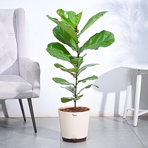 ugaoo ficus lyrata fiddle leaf fig xl with self watering pot  big indoor plants  indoor trees for living room  indoor plants with pots for home big size