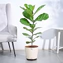 Ugaoo Ficus Lyrata (Fiddle Leaf Fig) (XL) with Self Watering Pot – Big Indoor Plants | Indoor Trees for Living Room | Indoor Plants with Pots for Home Big Size
