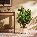 Ugaoo Ficus Moclame (XL) with Self Watering Pot – Indoor Plants Big Size | Indoor Trees for Living Room | Indoor Plants for Home with Pot