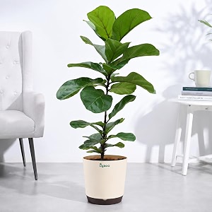 ugaoo fiddle leaf fig bambino with self watering pot  big plant for living room  indoor plants with pots for home big size  plants for office