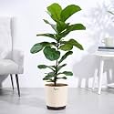 Ugaoo Fiddle Leaf Fig Bambino with Self Watering Pot – Big Plant for Living Room | Indoor Plants with Pots for Home Big Size | Plants for Office