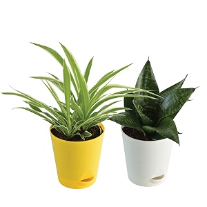 ugaoo indoor air purifier plants for home with pot - spider plant amp sanseveria green