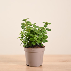 ugaoo jade plant  sapling