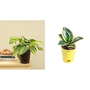 ugaoo philodendron brasil oxycardium variegated plant with self watering pot amp ugaoo sansevieria golden hahnii snake plant with self watering pot