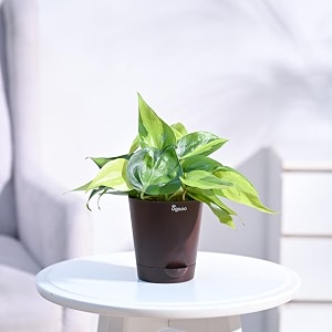 ugaoo philodendron brasil oxycardium variegated plant with self watering pot