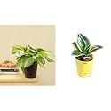 UGAOO Philodendron Brasil Oxycardium Variegated Plant with Self Watering Pot &amp; Ugaoo Sansevieria Golden Hahnii Snake Plant with Self Watering Pot