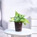 Ugaoo Philodendron Brasil Oxycardium Variegated Plant With Self Watering Pot