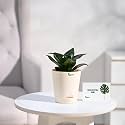 UGAOO Snake Plant Green Live Indoor Plant for Gifting in Self Watering Pot with Customised Greeting Card