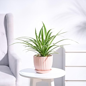 ugaoo spider plant indoor live plant for home with grail ceramic pot peach medium