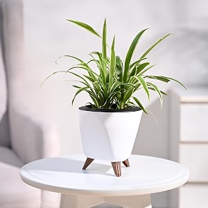 ugaoo spider plant indoor live plant for home with lagos self watering pot white small