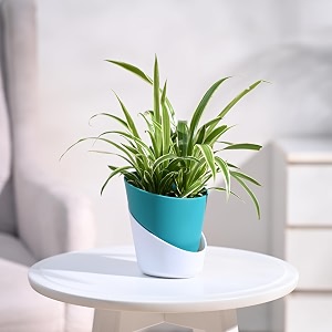 ugaoo spider plant indoor live plant for home with atlantis self watering pot teal small