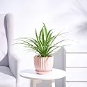 UGAOO Spider Plant Indoor Live Plant for Home with Grail Ceramic Pot (Peach, Medium)