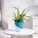 UGAOO Spider Plant Indoor Live Plant for Home with Atlantis Self Watering Pot (Teal, Small)