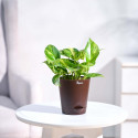 UGAOO Variegated Money Plant sapling
