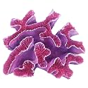 Ulifery Coral Reef Aquarium Decorations Big Fish Tank Ornaments, Pink and Purple