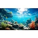 Under The Sea Aquarium Background Ocean Seabed Coral Reef Fish Tank Background Underwater Tropical Sea Marine Life World Aquarium Tank Backgrounds Tropical Hard Coral Fish Tank Backgrounds 72x16in